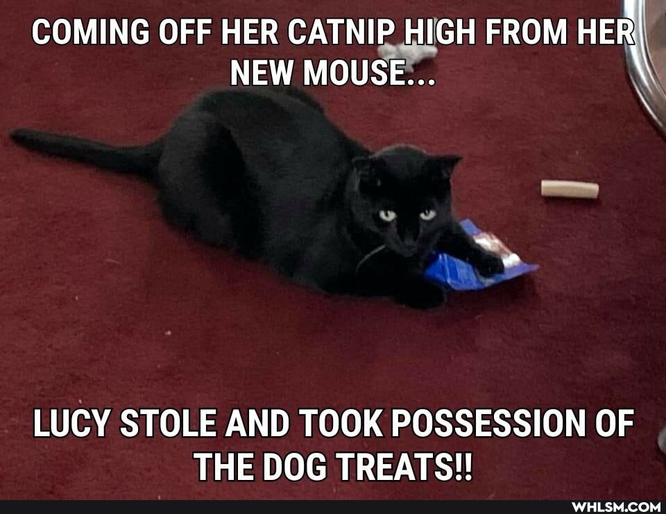 COMING OFF HER CATNIP HIGH FROM HER NEW MOUSE... \
LUCY STOLE AND TOOK POSSESSION OF THE DOG TREATS!