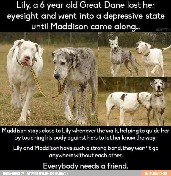 Lily, a
6 year old Great Dane lost her
eyesight and went into a
depressive state
until Maddison came
Maddison stays
close to Lily whenever the walk helping to guide her
by touchinghis body against hers to let her know the way.
Lily and Maddison have sucha strong bond, they won' t go
anywhere without each other.
Everybody needs a friend.