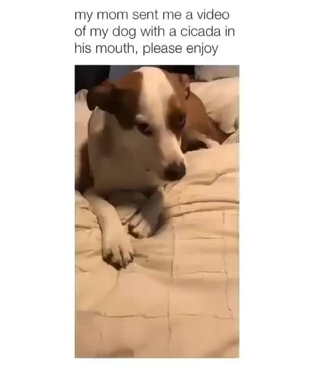 of my dog with a cicada in
his mouth, please enjoy