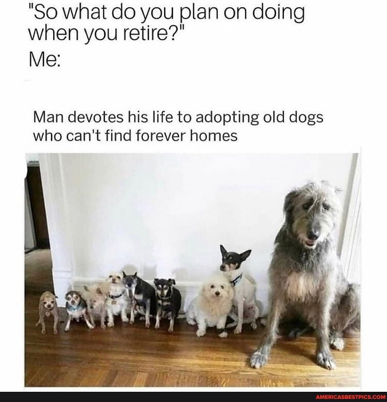 "So what do you plan on doing when you retire?"
Me:
Man devotes his life to adopting old dogs who can't find forever homes