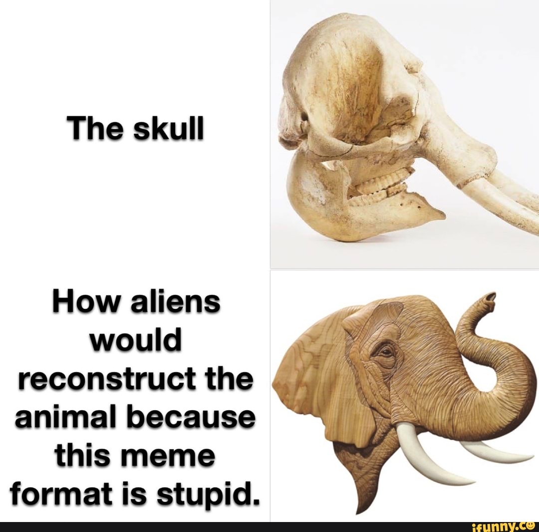 The skull How aliens would reconstruct the animal because this meme ...