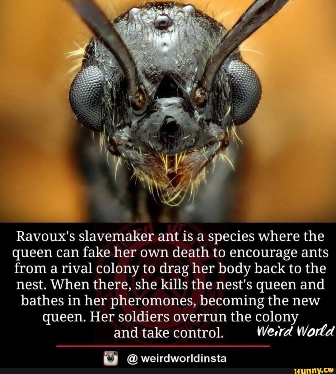 Ravoux S Slavemaker Ant Is A Species Where The Queen Can Fake Her Own Death To Encourage Ants From A Rival Colony To Drag Her Body Back To The Nest When There She