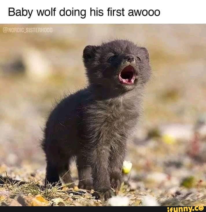 Baby Wolf Doing His First Awooo - Ifunny