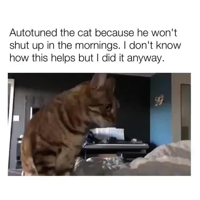 how to get my cat to shut up