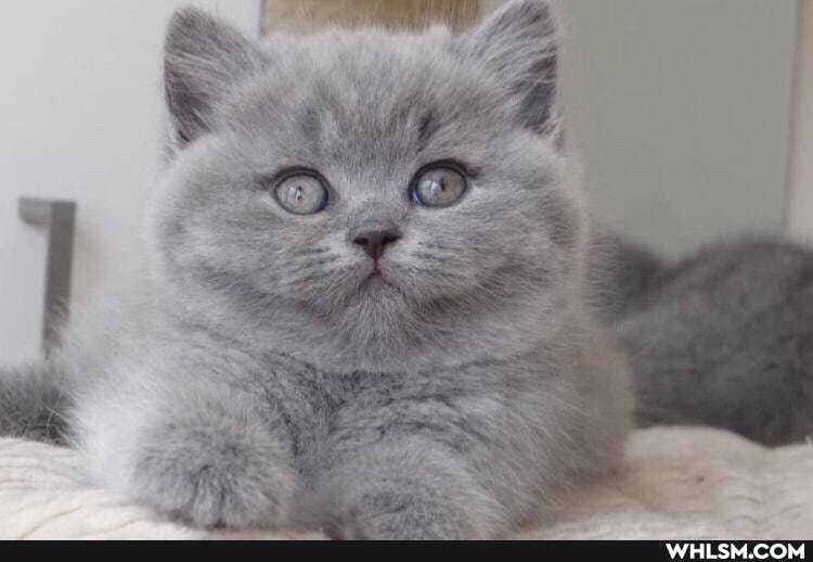 cats, kittens, love