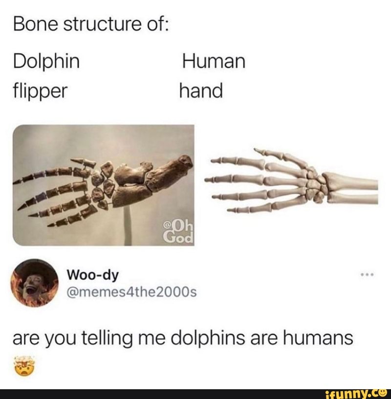 Bone structure of Dolphin Human flipper hand eOhI are you telling me
