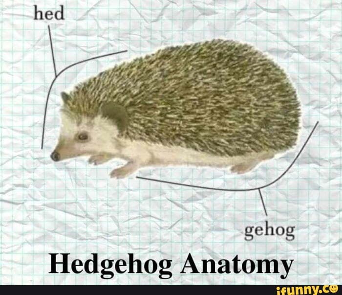 Gehog memes. Best Collection of funny Gehog pictures on iFunny