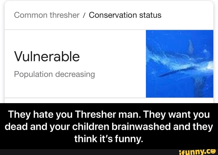 Common thresher / Conservation status
Vulnerable
Population decreasing
They hate you Thresher man. They want you
dead and your children brainwashed and they
think it's funny. - They hate you Thresher man. They want you dead and your children brainwashed and they think it’s funny.