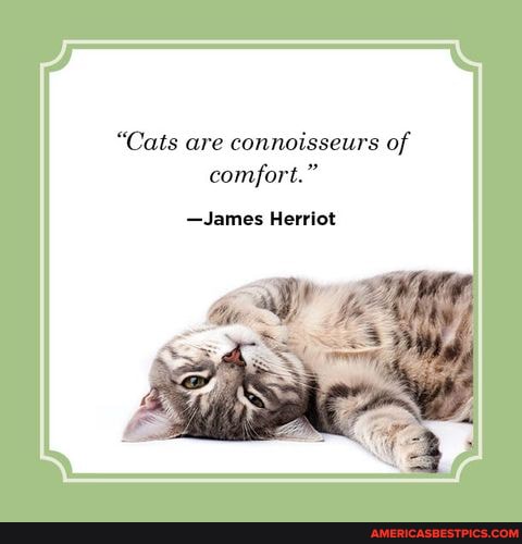 "Cats are connoisseurs of comfort."
-James Herriot
