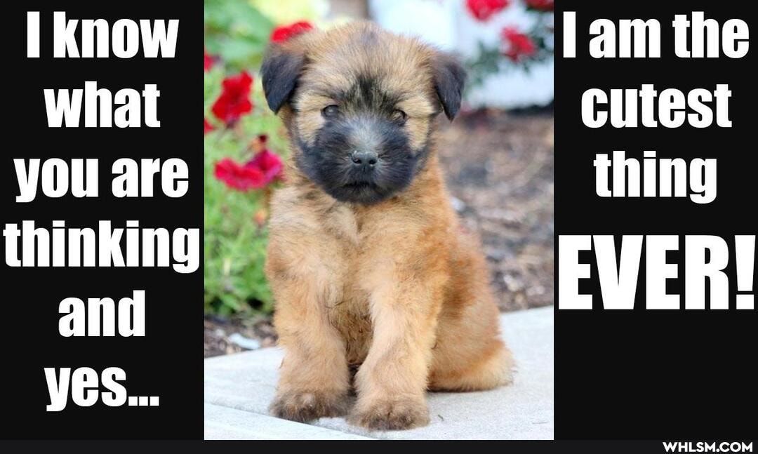 know lam the
what cutest you are thing thinking
EWER!
yes..