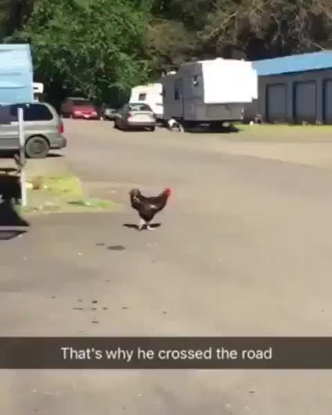 That S Why He Crossed The Road