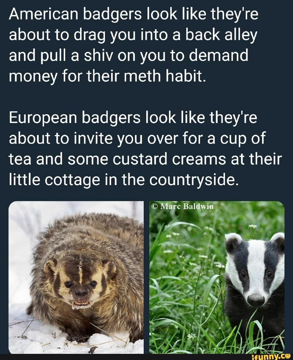 what does it mean when you call someone badger
