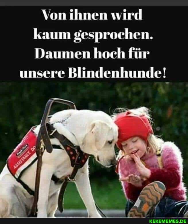 Von ihnen wird kaum gesprochen.
Daumen hoch für
unsere Blindenhunde!