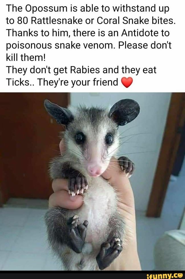 The Opossum is able to withstand up
to 80 Rattlesnake or Coral Snake bites.
Thanks to him, there is an Antidote to
poisonous snake venom. Please don't
kill them!
They don't get Rabies and they eat
Ticks.. They're your friend Y