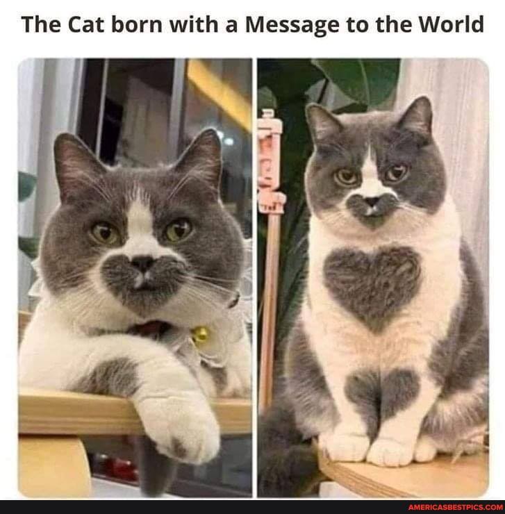 The Cat born with a Message to the World
