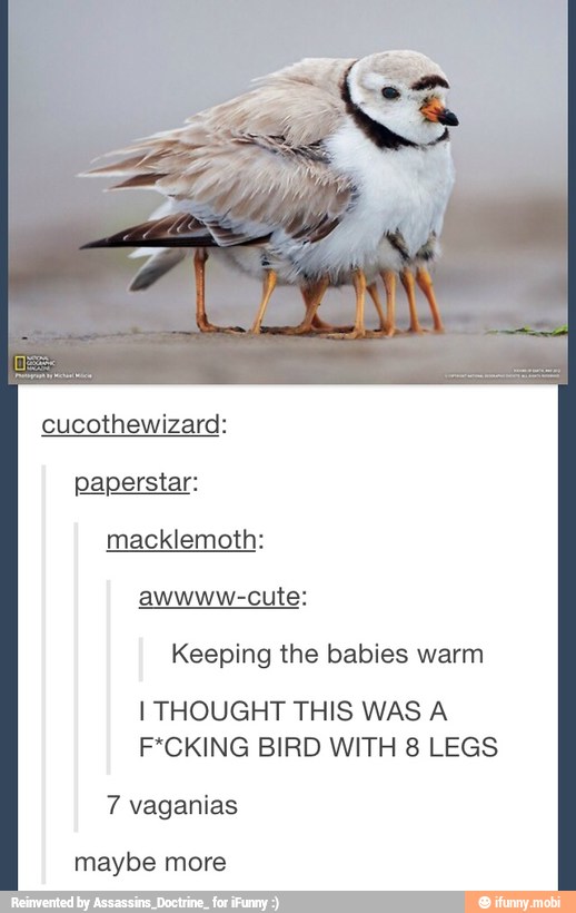 cucothewizard:
paperstar:
awwww-cute:
Keeping the babies warm
I THOUGHT THIS WAS A
F*CKING BIRD WITH 8 LEGS
7 vaganias
maybe more