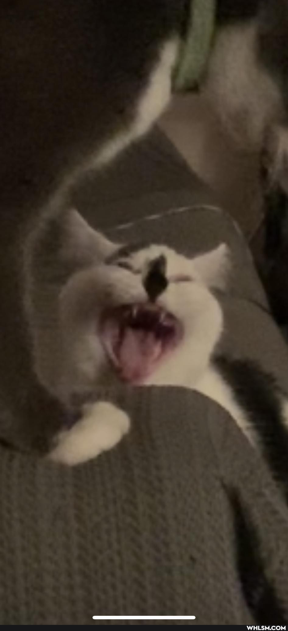 cat, mildly_interesting, kitten