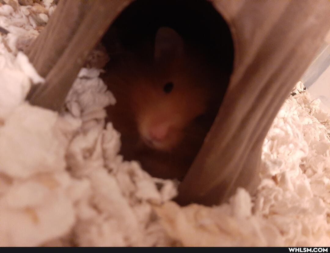 wide, awake, chooses, stay, bed