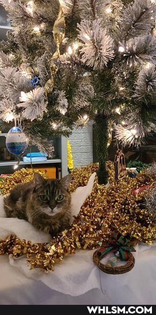 cat, love, christmas