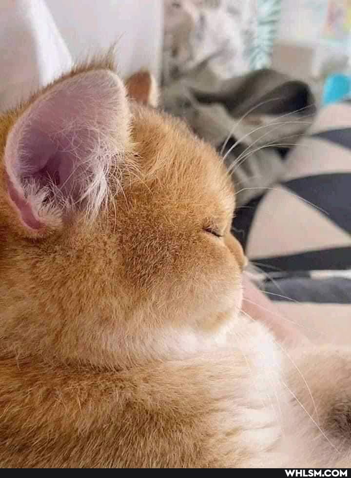 cat, cats