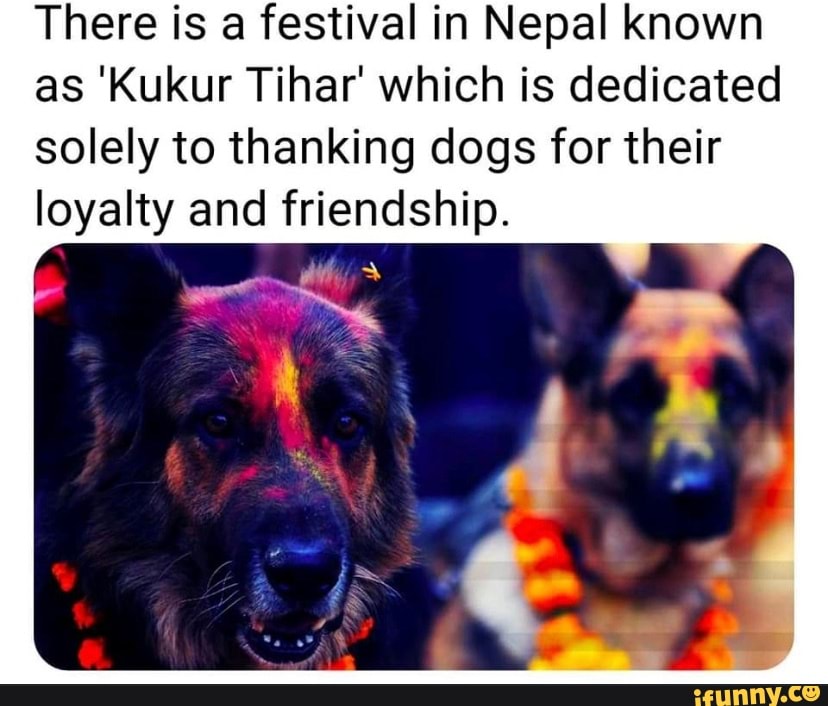 There is a festival in Nepal known as 'Kukur Tihar' which is dedicated  solely to thanking dogs for their loyalty and friendship. - iFunny Brazil