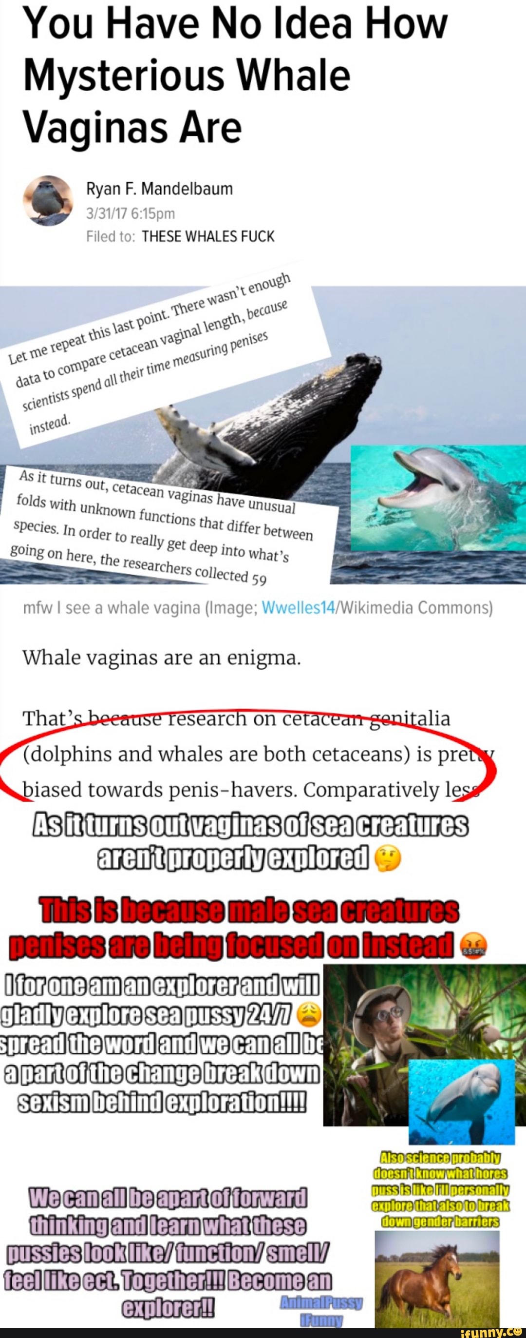 You Have No Idea How Mysterious Whale Vaginas Are Ryan F. Mandelbaum ...
