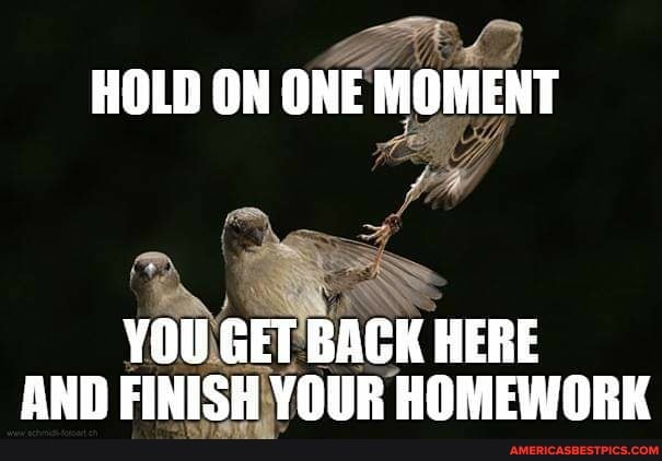 HOLD ON ONE MOMENT YOU GET BACK HERE
AND FINISH YOUR HOMEWORK
