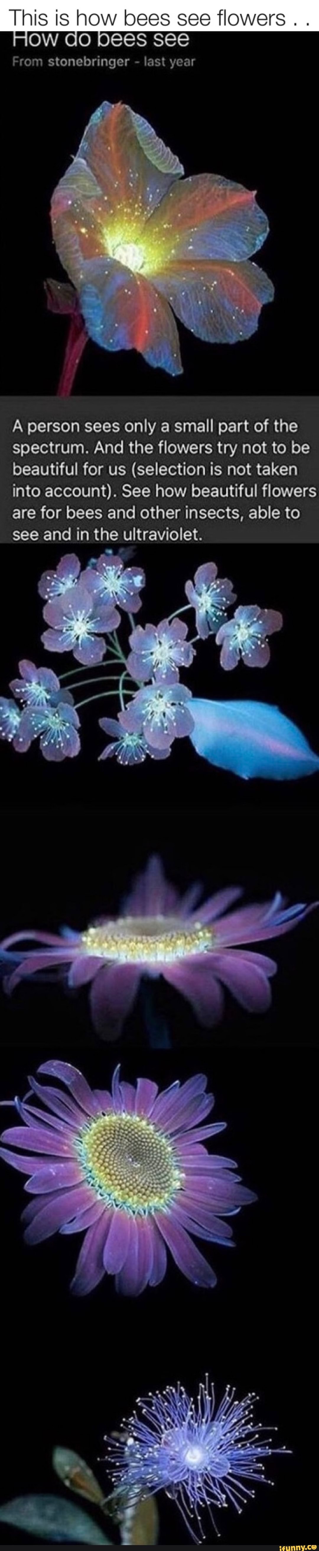 This is how bees see flowers . . DEeS SEC From stonebringer last year