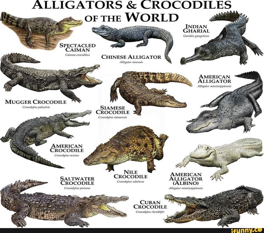 ALLIGATORS & CROCODILES I OF THE WORLD INDIAN GHARIAL Gavialis ...