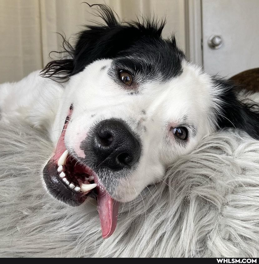 funny_animal, dog, puppy
