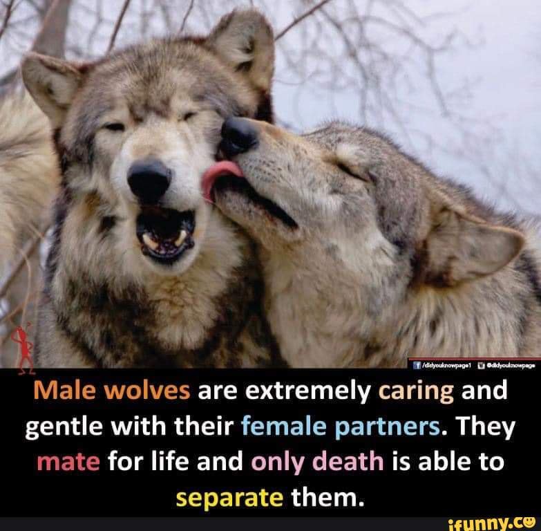 Male wolves are extremely caring and gentle with their female partners ...