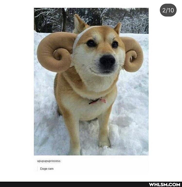 upupupuprincess:
Doge ram