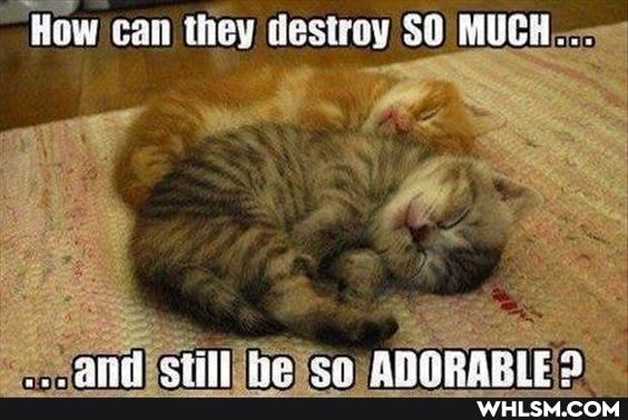 How can they destroy SO MUCH...
'ann
