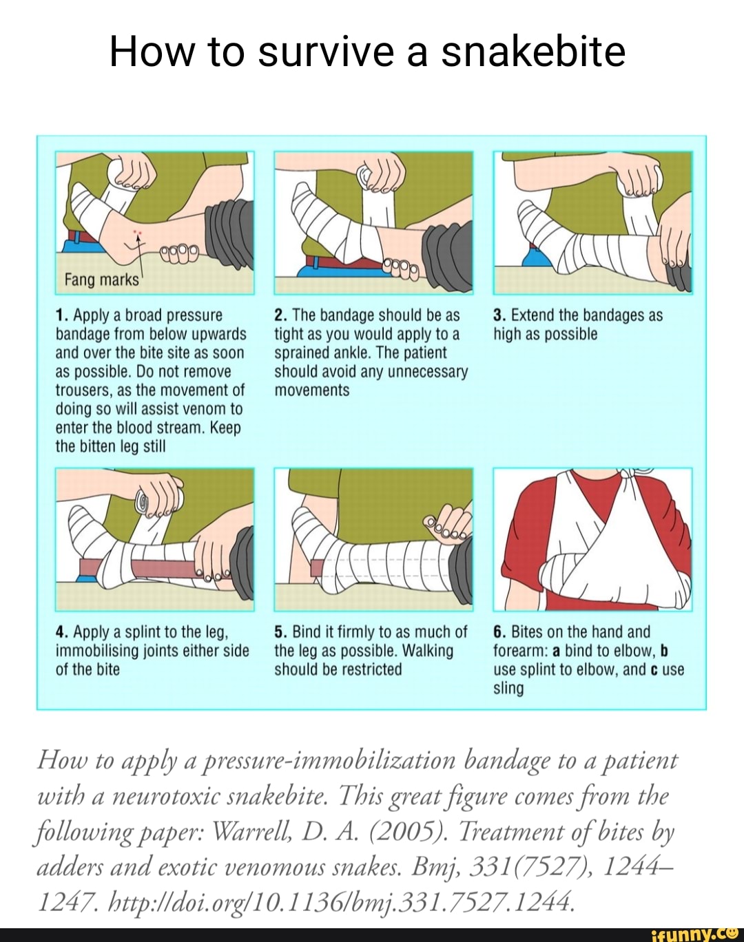 How to survive a snakebite Fang marks 1. Apply a broad pressure bandage ...