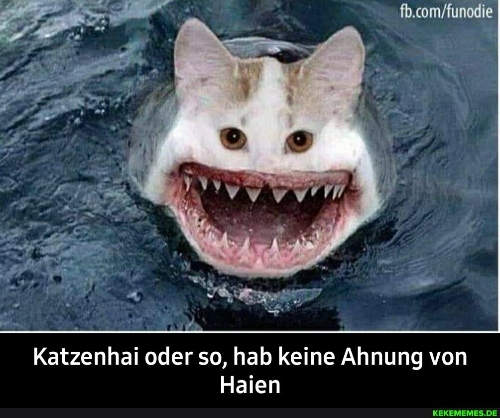 Katzenhai oder so, hab keine Ahnung von
Haien - Katzenhai oder so, hab keine Ahnung von Haien
