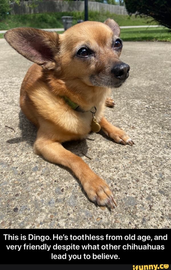 This is Dingo. He's toothless from old age, and very friendly despite what other chihuahuas lead you to believe. - This is Dingo. He’s toothless from old age, and very friendly despite what other chihuahuas lead you to believe.