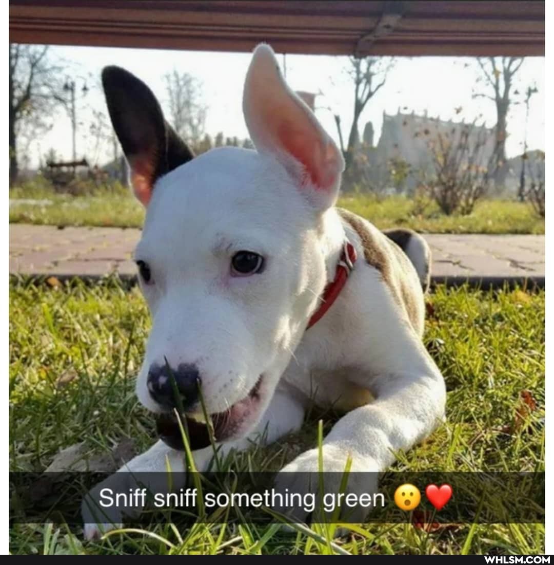 Sniff sniff something green
ON
