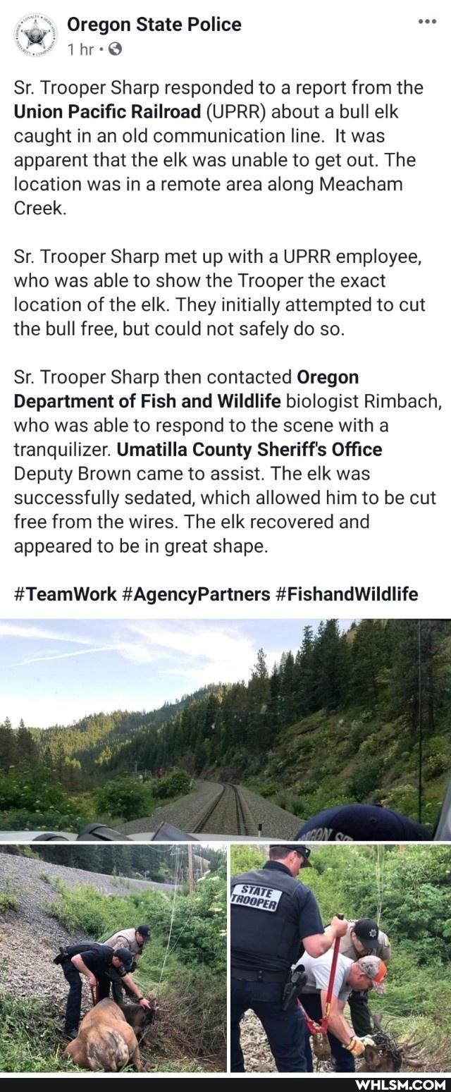 Oregon State Police
Sr. Trooper Sharp responded to a report from the
Union Pacific Railroad (UPRR) about a bull elk caught in an old communication line. It was apparent that the elk was unable to get out. The location was in a remote area along Meacham
Creek.
Sr. Trooper Sharp met up with a UPRR employee, who was able to show the Trooper the exact location of the elk. They initially attempted to cut the bull free, but could not safely do so.
Sr. Trooper Sharp then contacted Oregon
Department of Fish and Wildlife biologist Rimbach, who was able to respond to the scene with a tranquilizer. Umatilla County Sheriff's Office
Deputy Brown came to assist. The elk was successfully sedated, which allowed him to be cut free from the wires. The elk recovered and appeared to be in great shape.
#TeamWork #AgencyPartners #FishandWildlife