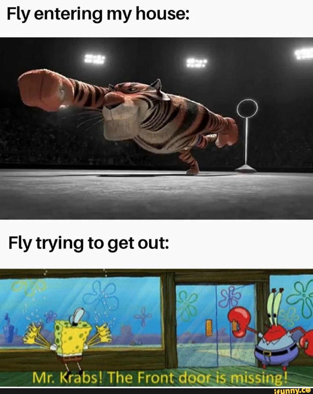 Fly entering my house: