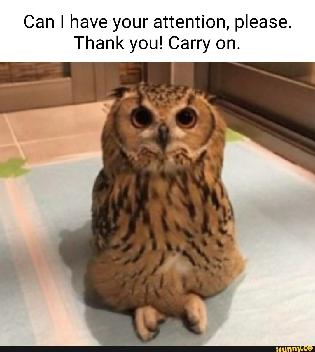 can-i-have-your-attention-please-thank-you-carry-on-ifunny