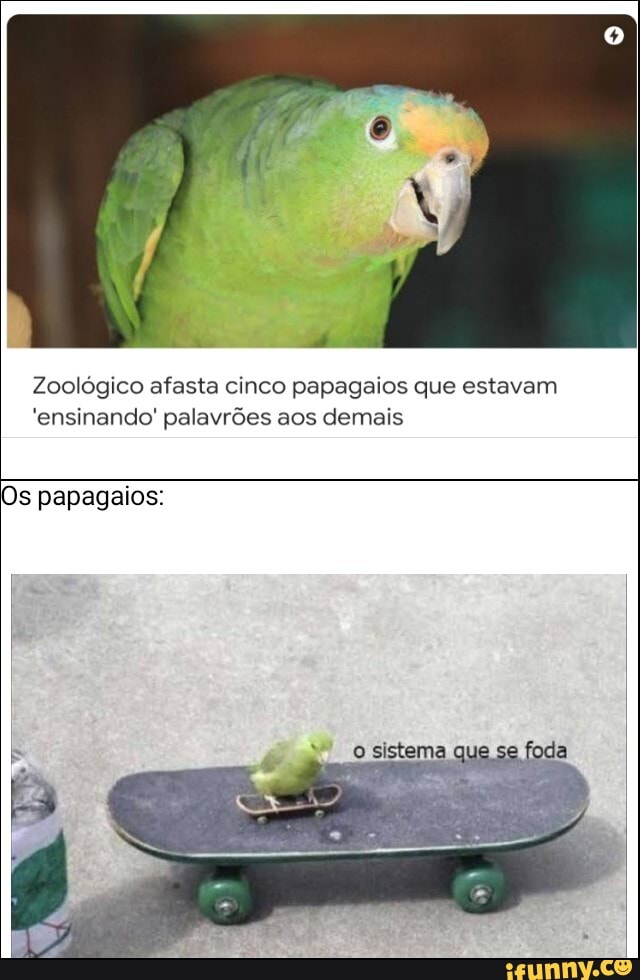 Zoológico afasta cinco papagaios que estavam
'ensinando' palavrões aos demais
que safada
Os papagaios: