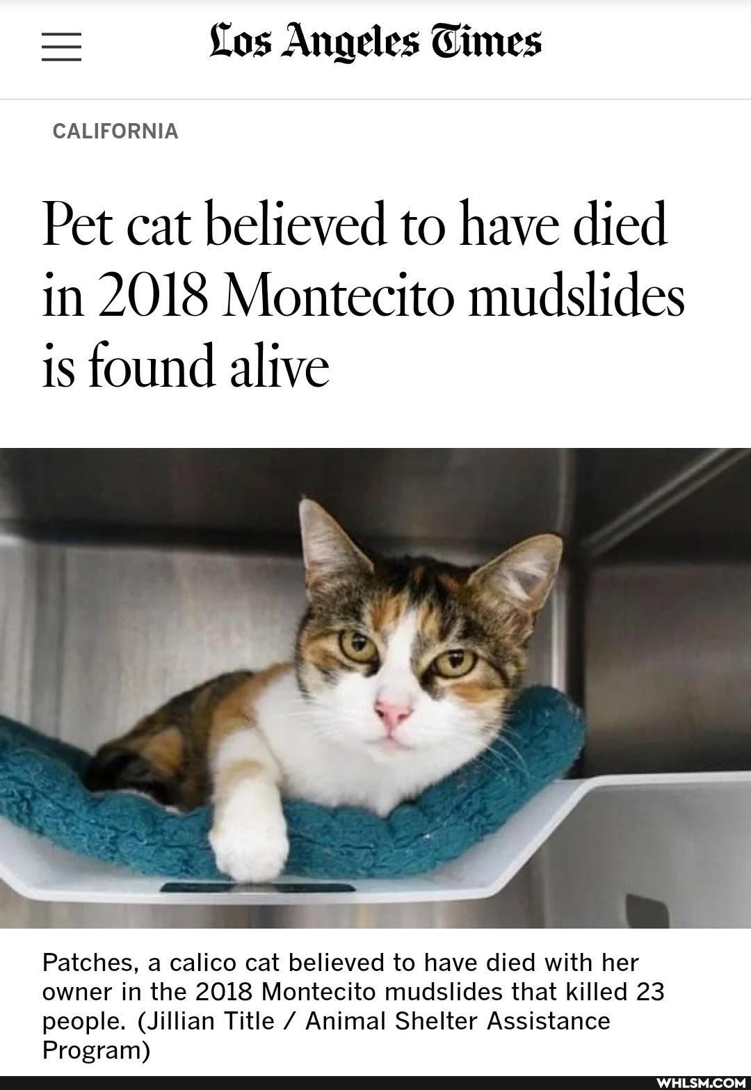 Los Angeles Times
CALIFORNIA
Pet cat believed to have died in 2018 Montecito mudslides is found alive
Patches, a calico cat believed to have died with her owner in the 2018 Montecito mudslides that killed 23 people. (Jillian Title Animal Shelter Assistance
Program)