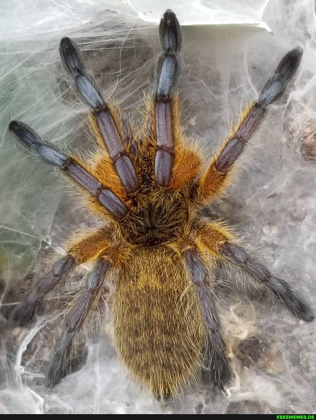 love, steely, blue, armor, pulchripes, legs, gets, vibrant