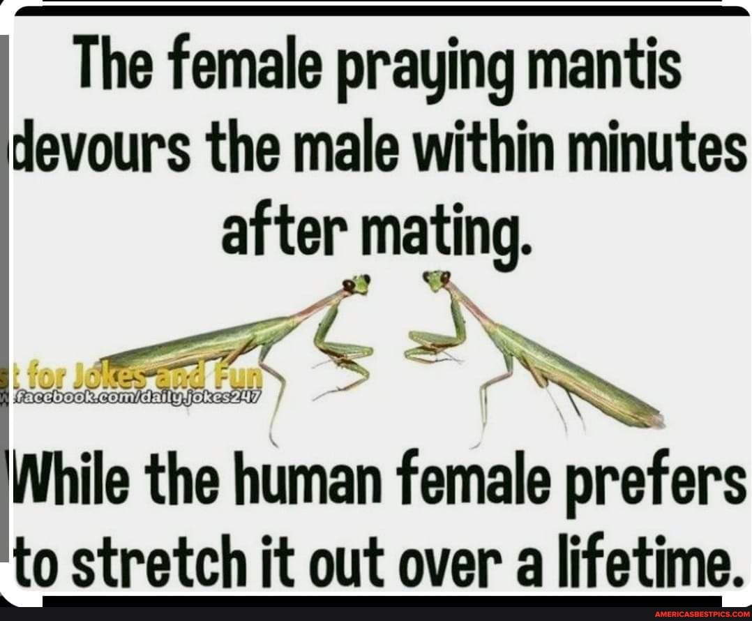 The female praying mantis devours the male within minutes after mating.
While the human female prefers
'to stretch it out over a lifetime.