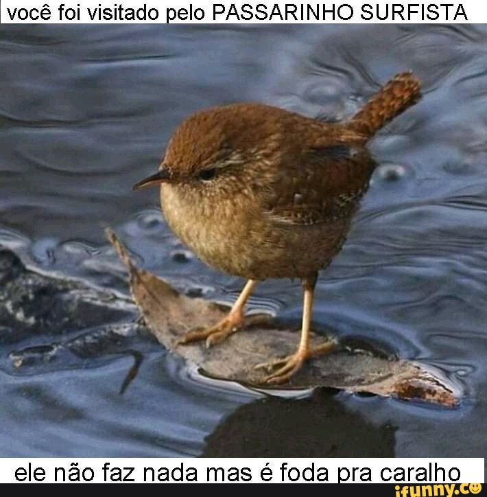 você foi visitado pelo PASSARINHO SURFISTA
ele não faz nada mas é foda pra caralho I