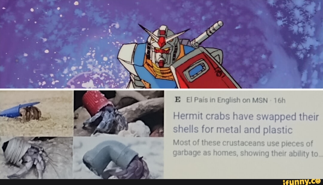 E Pais in English on MSN Hermit crabs have swapped their shells for ...