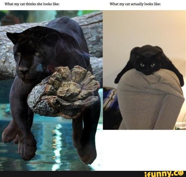 'What my cat thinks she looks like: What my cat actually looks like: