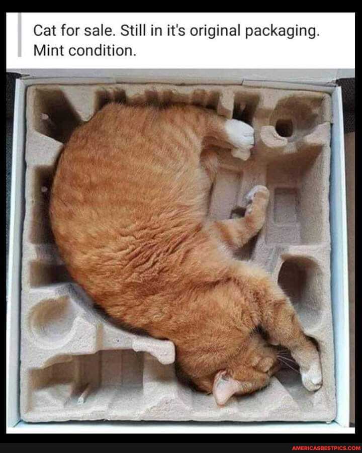 Cat for sale. Still in it's original packaging.
Mint condition.