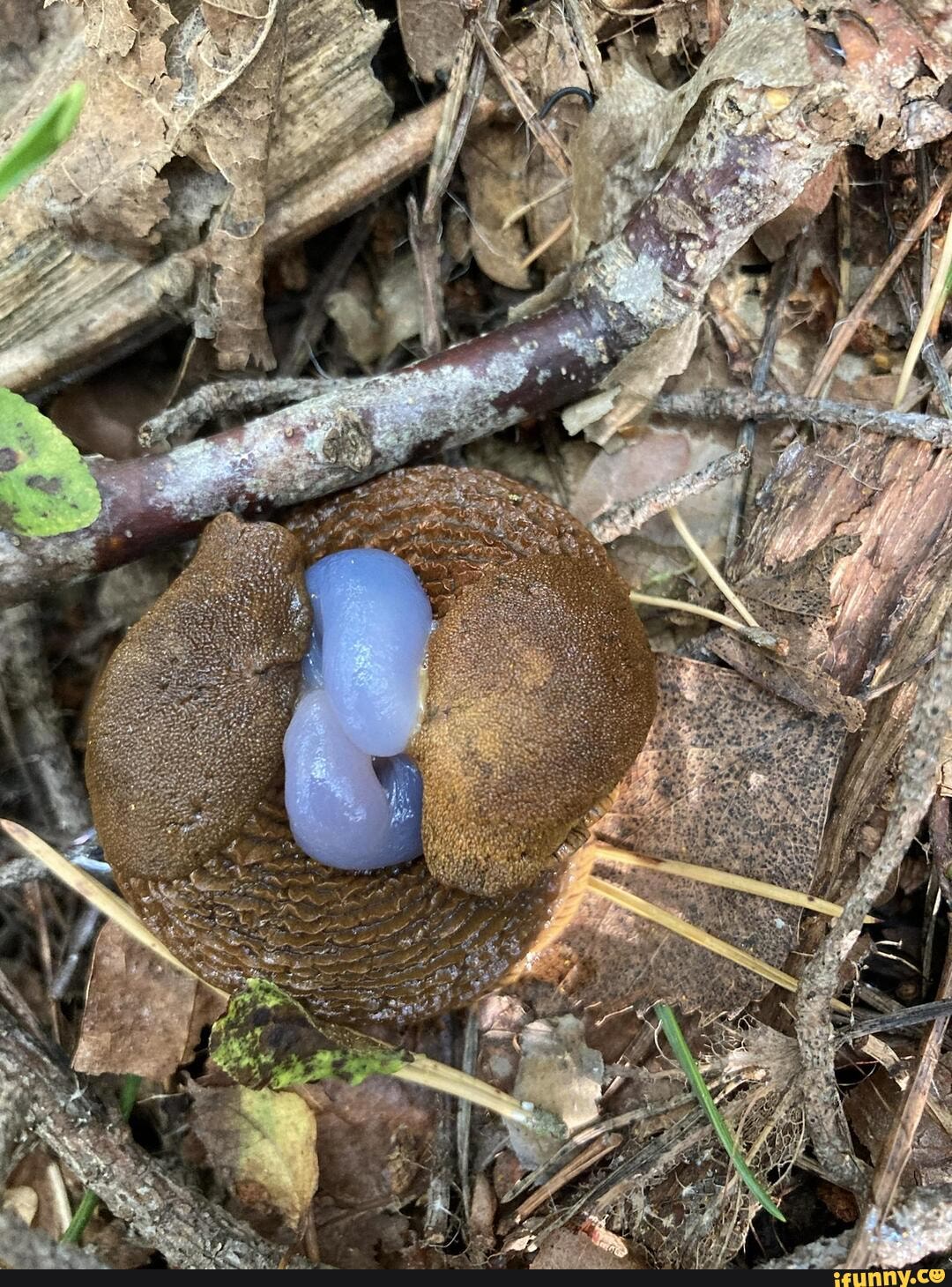 Snail and slug families can seem a bit complicated. Two siblings may