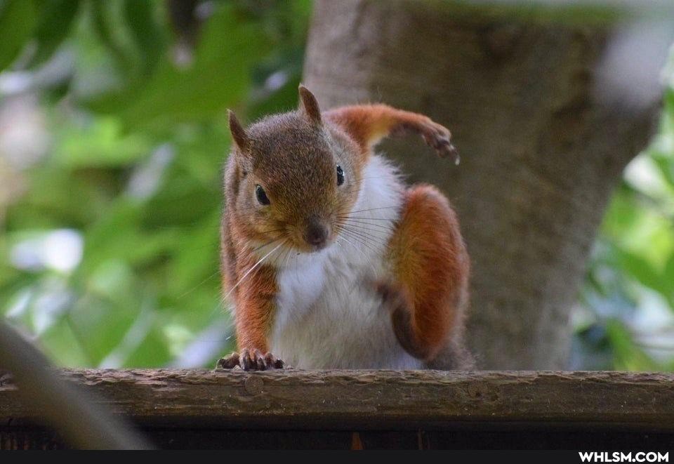 squirrel, nature, superhero